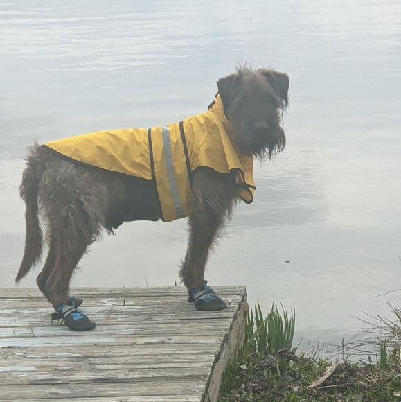 ✨ ⭐ ✨JULY UPDATE! ⭐  Brownie Dog 🐾💕🐾 #fairygodmothersdog - Picture 3 of 8